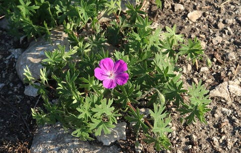 blodnäva Gotland