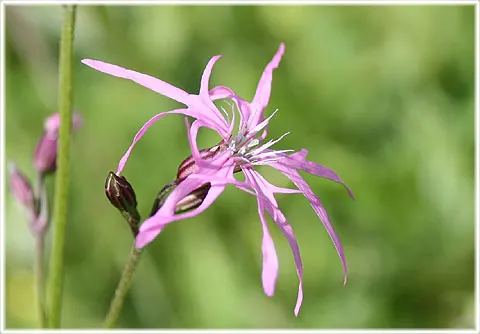 Gökblomster, foto Bernt Enderborg