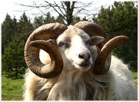 Gutebaggen - Gotlands vapen - Hånnlamb, foto Bernt Enderborg