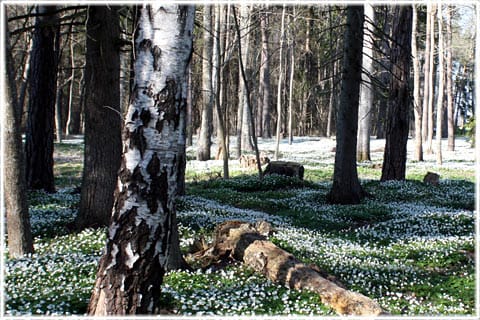Gotländska skogar