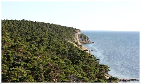 Skog på Gotland