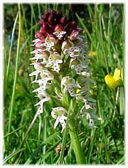 Blomster i Hulte kruppar