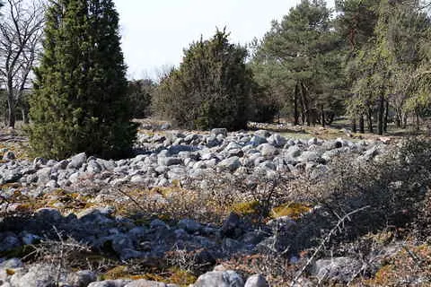 Rikviderojr, foto Bernt Enderborg