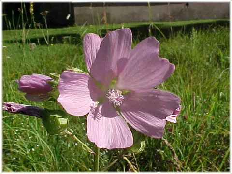 Malva, foto Bernt Enderborg