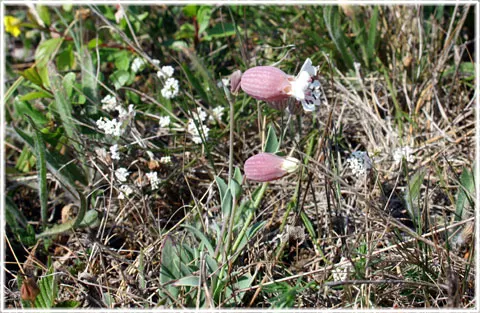 Alvarglim, foto Bernt Enderborg