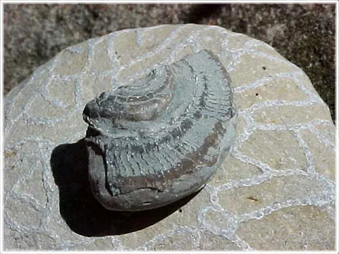 Får man plocka fossil, foto Bernt Enderborg