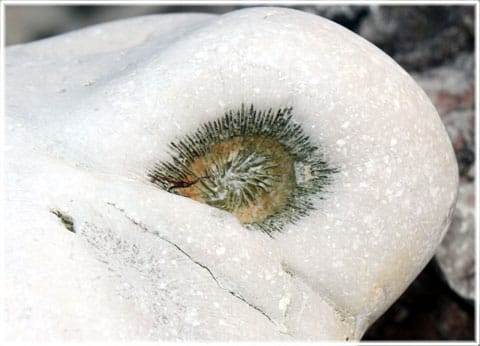Fossil Gotland
