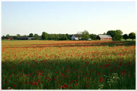 Ett blommande land, foto Bernt Enderborg