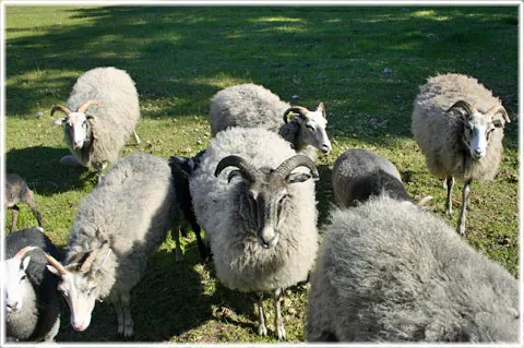 Lamm, foto Bernt Enderborg