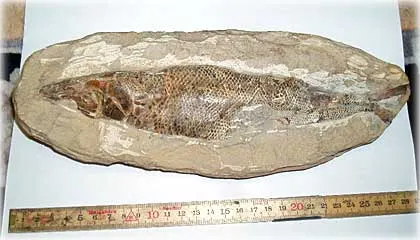 Vad är det för fossil , foto Bernt Enderborg