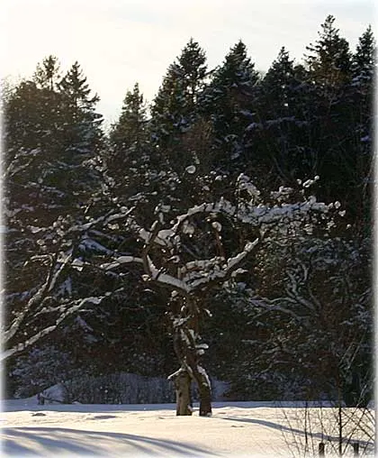 Man ser dem sällan , foto Bernt Enderborg