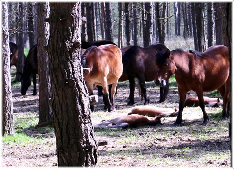 Russi pa Lojsthaid, foto Sara Enderborg