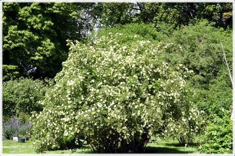 Gullvivros, Botaniska trädgården, Visby