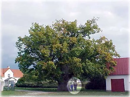 Avaeken , foto Bernt Enderborg