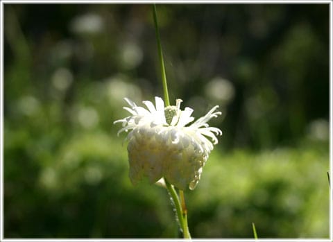 Okänd blomma
