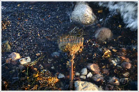 En kvast vid stranden, foto Bernt Enderborg