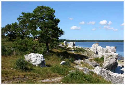 Gotland självsnyggt, foto Bernt Enderborg