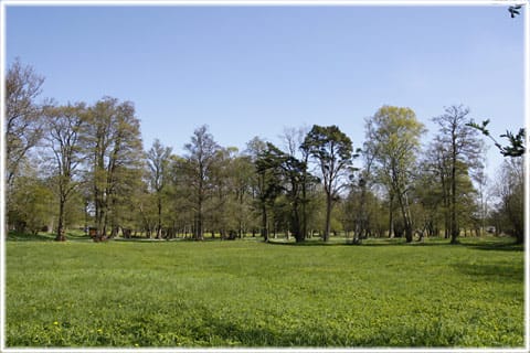 Hummelbos änge i Burs