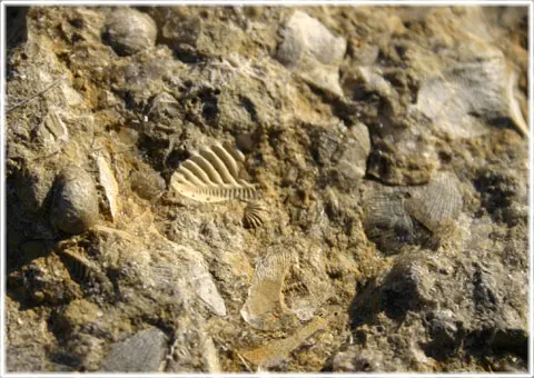 Fossil i hälleberget, foto Bernt Enderborg