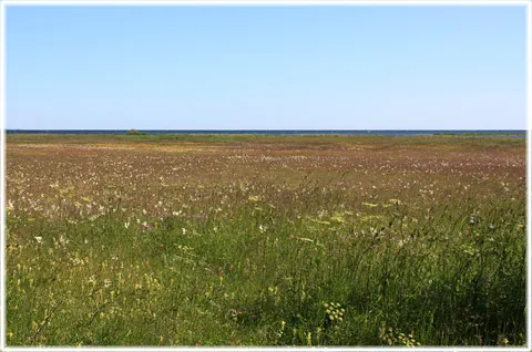 Ändliga strandängar, foto Bernt Enderborg