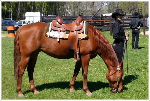 Western Riders Gotland, foto Bernt Enderborg