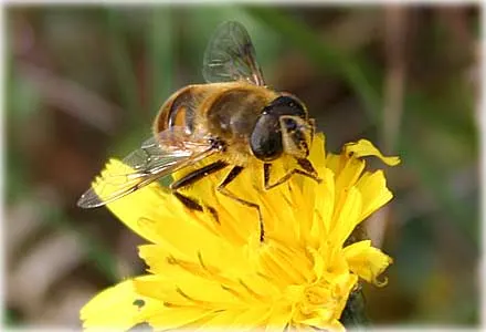 Insekterna , foto Bernt Enderborg