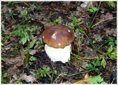 I kryllande svampskogen, foto Bernt Enderborg