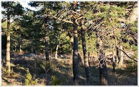 Stensättning från bronsåldern