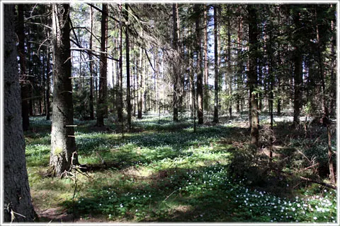 Mer skog än i Småland, foto Bernt Enderborg