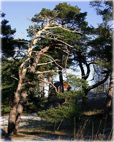 Testa en helg på Gotland , foto Bernt Enderborg