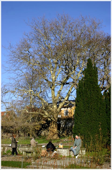 Målare i Botaniska trädgården,