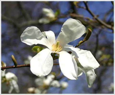 Magnolian blommar 30/4-2008, foto Bernt Enderborg
