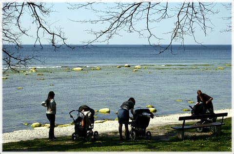 Mammor på Strandpromenaden