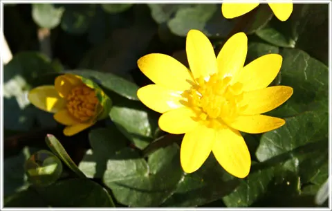 Blomster i trädgårn den 30 mars 2014, foto Bernt Enderborg