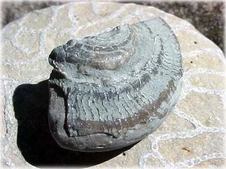 Fossiler , foto Bernt Enderborg
