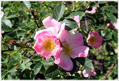 Rosa canina, foto Bernt Enderborg