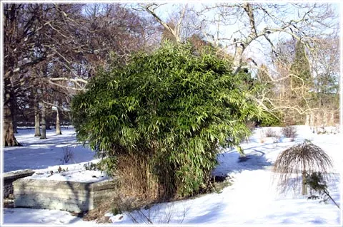 Vinter i Visby, foto Bernt Enderborg