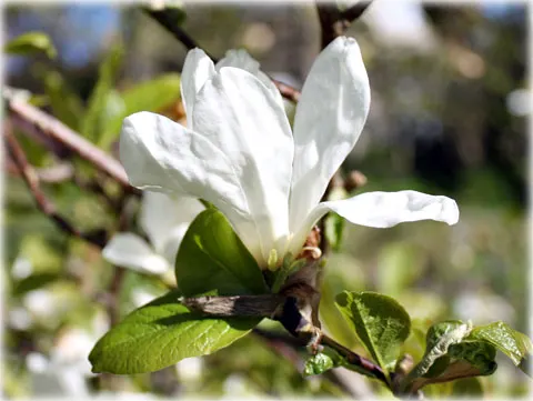 Magnolia, foto Bernt Enderborg