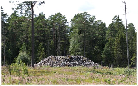 Stenröse i Norrlanda