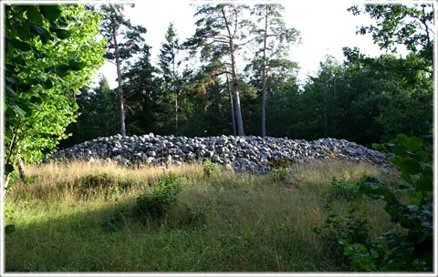 Hägroir, Högrör stenröse i Sanda, foto Bernt Enderborg