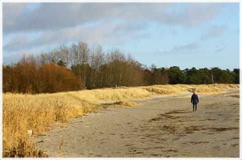 Hörte strand