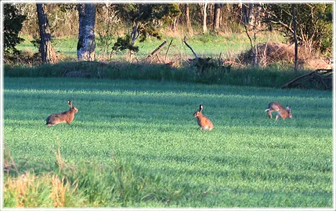 Hare, foto Bernt Enderborg