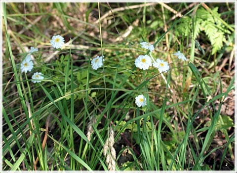 Blomma på Vandringsleden i Sanda