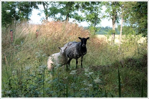 Lamm