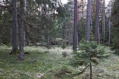 Jättekast i Akebäck, foto Bernt Enderborg