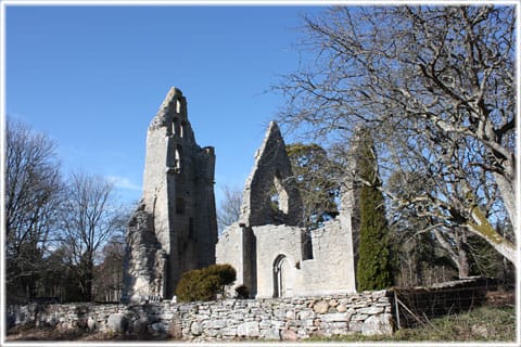 Bara ödekyrka, foto Bernt Enderborg