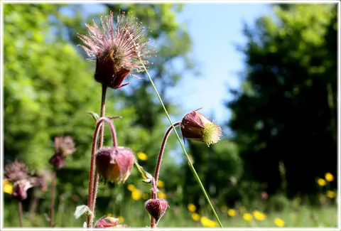 Humleblomster, foto Bernt Enderborg