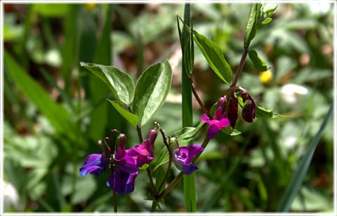 Flora, Levide prästänge