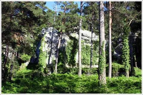 Murgröna