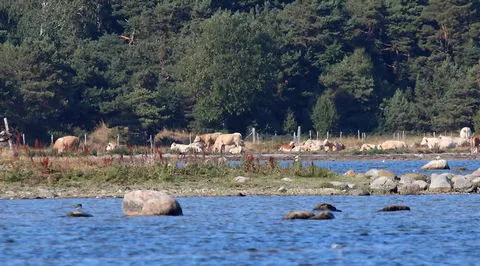 Alskog, foto Bernt Enderborg